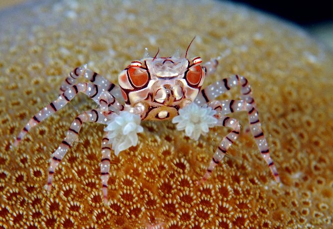 18 Boxer Crab.jpg